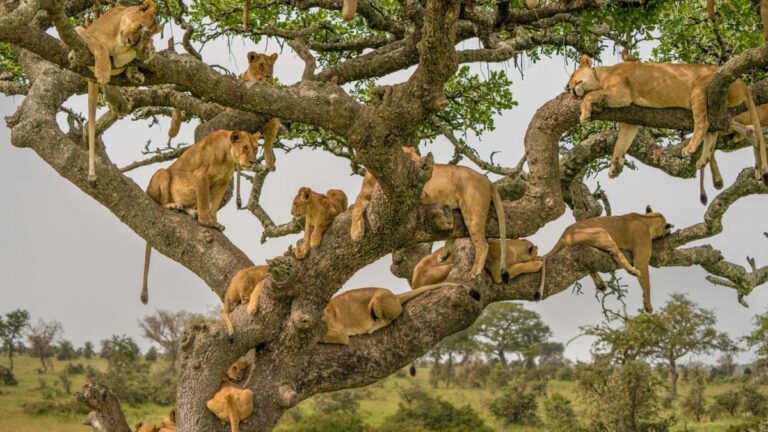 The Rare Tree Climbing Lions of Uganda