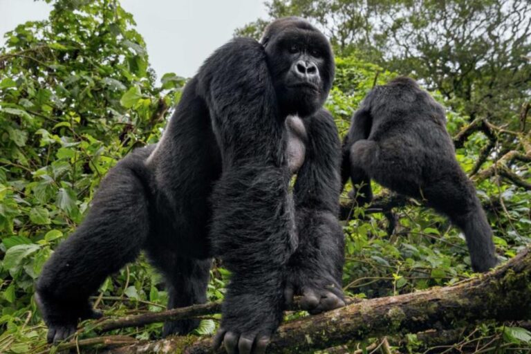 How to See Gorillas in Uganda