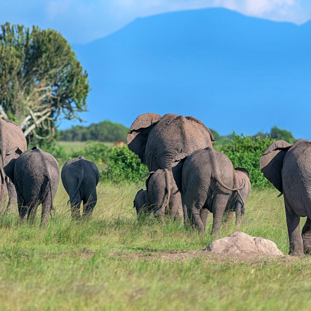 Elephants-Queen-Elizabeth-National-Park-2