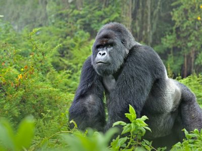 Mountain Gorilla (Gorilla beringei) silverback in Susa group, Rwanda