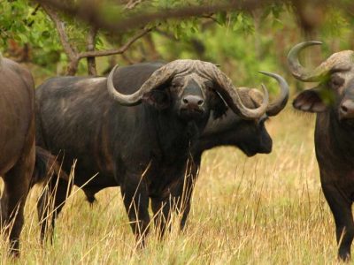 african-buffalo