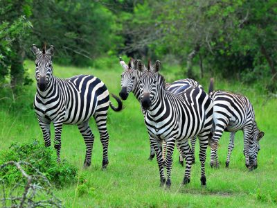 zebras-in-lake-mburo-1